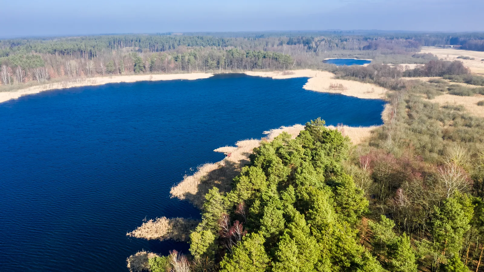 Widok z lotu ptaka na granatowe jezioro w otoczeniu lasu, trzcinowe brzegi i pola za horyzontem